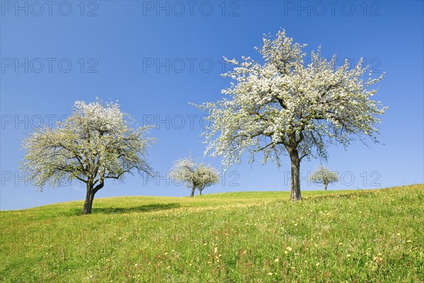 Pear trees in blossom in spring in a flowering meadow