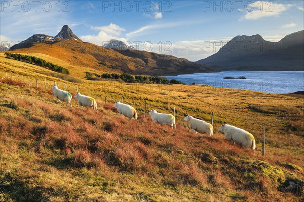 Sheep standing in a row amidst the wintry Highlands with mountains and Loch Bad a' Ghaill in the background