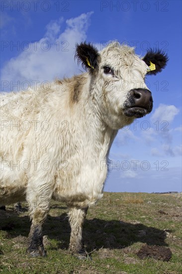 White Galloway cow in field