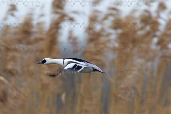 Smew