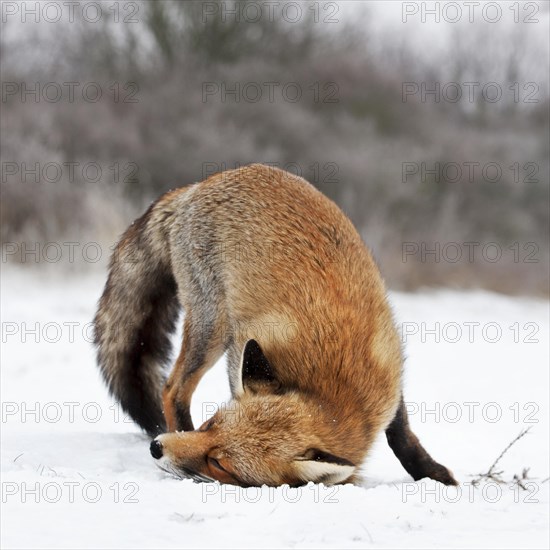 Red fox