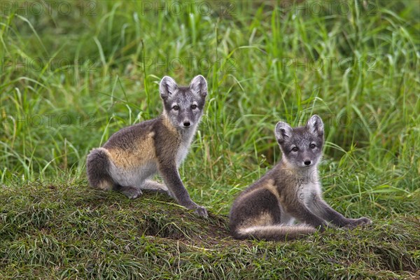 Arctic fox