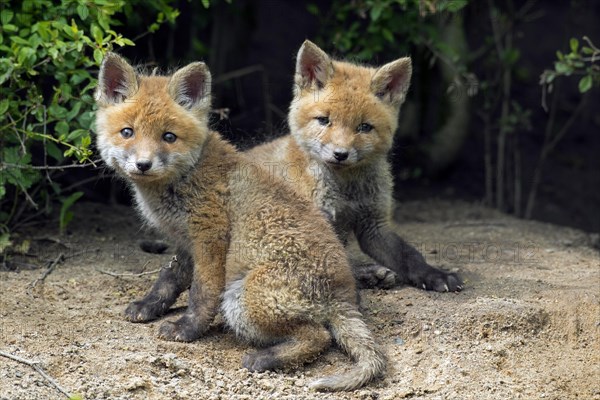 Two cute young red foxes