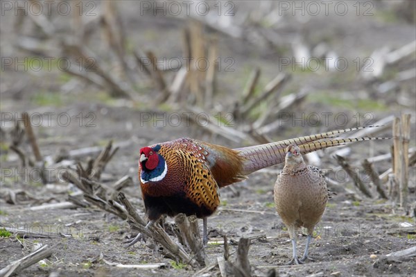 Common pheasant