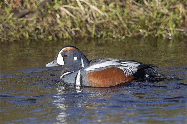 Harlequin duck