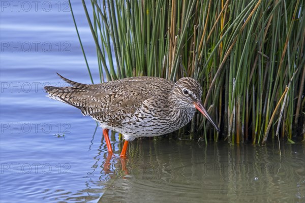 Common redshank