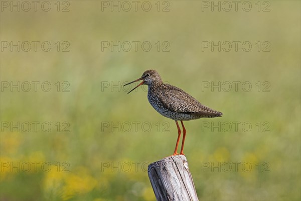 Common redshank