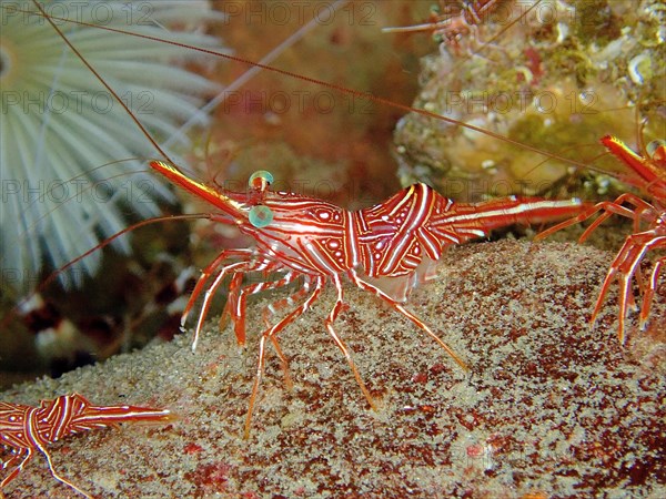 Camel shrimp