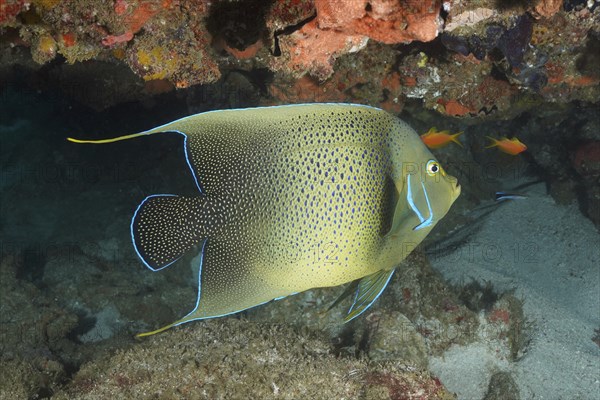 Koran angelfish