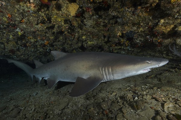 Sand tiger shark