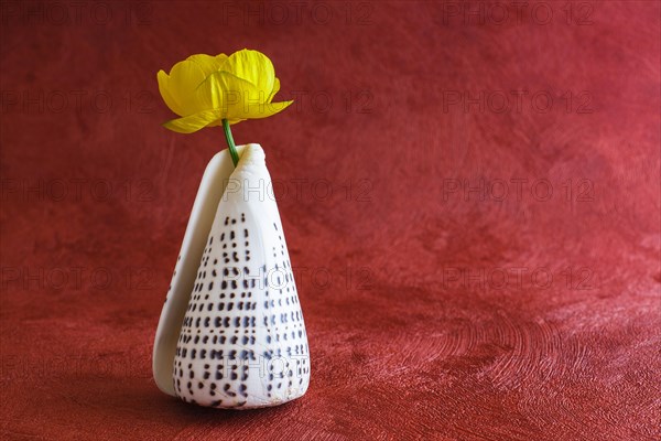 Persian buttercup