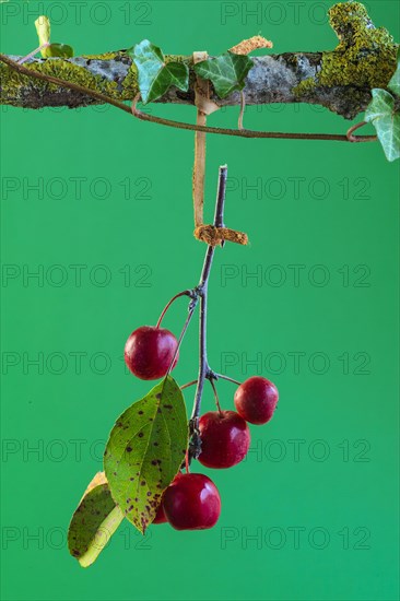 Autumn arrangement