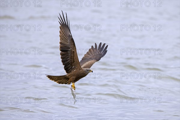 Black kite