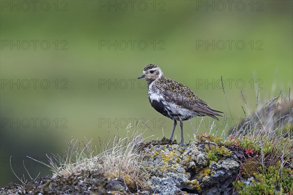 European golden plover