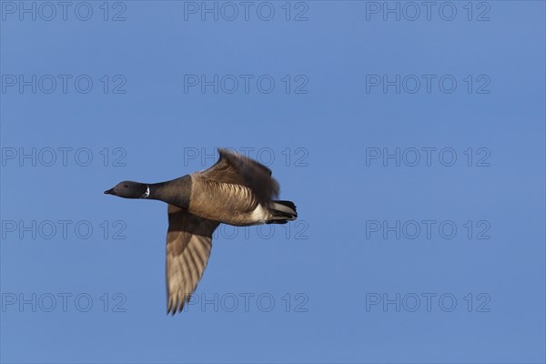 Brent Goose