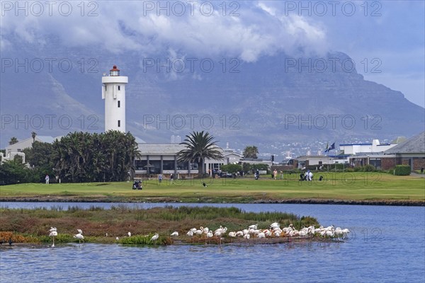 Milnerton Lighthouse on Table Bay and greater flamingos at the Golf Club on Woodbridge Island near Cape Town