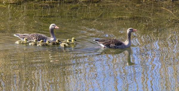 Greylag Goose