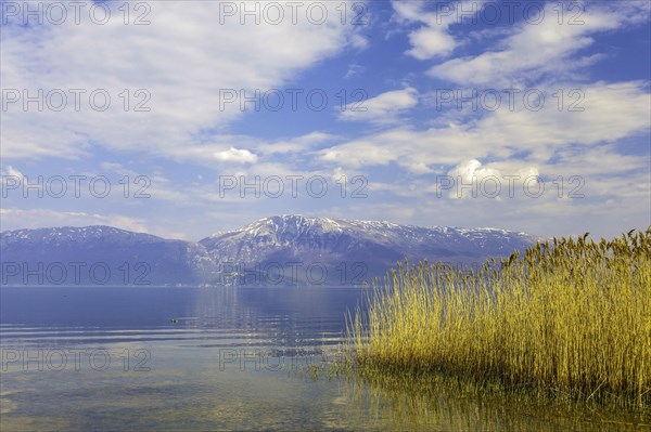 Lake Ohrid near Piskupat with rowing boat and reeds