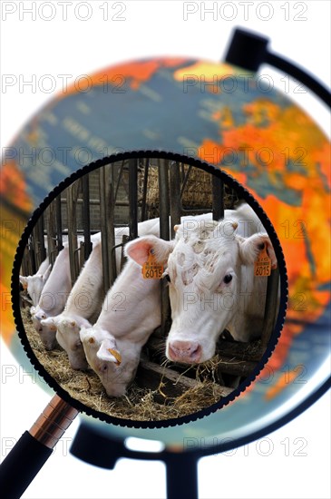 Cows in cattle breeder's cowshed seen through magnifying glass held against illuminated terrestrial globe