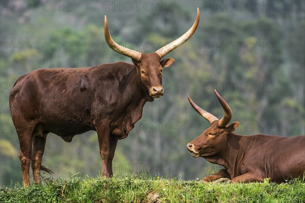 Watusi