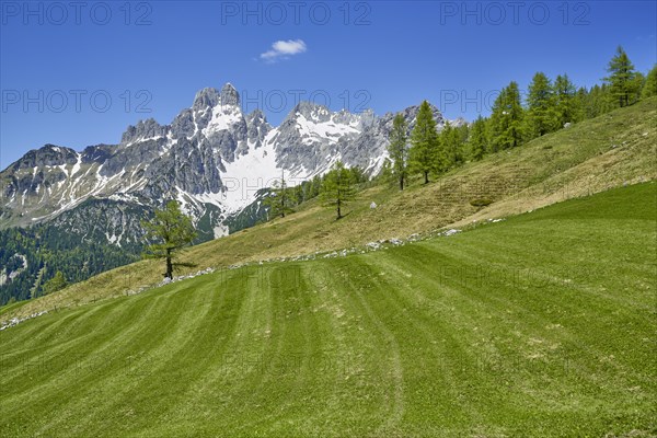 Meadow with large Bischofsmuetze