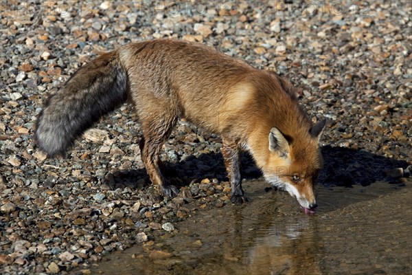 Red fox