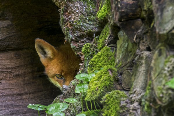 Shy red fox