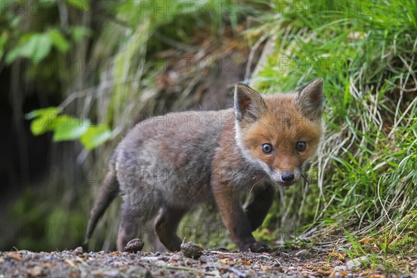 Young red fox