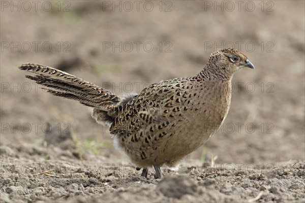 Common pheasant