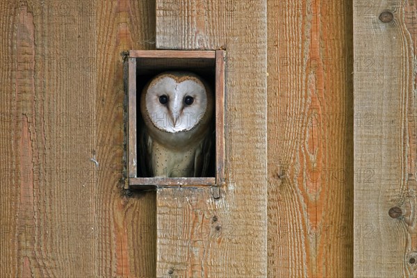 Young common barn owl