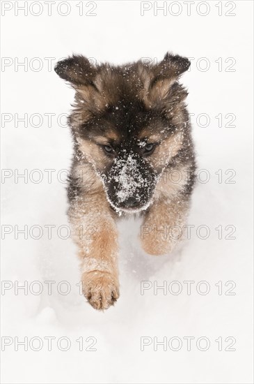 German shepherd puppy