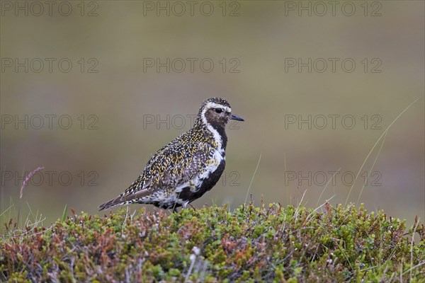 European golden plover