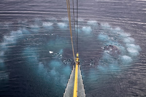 Humpback whales