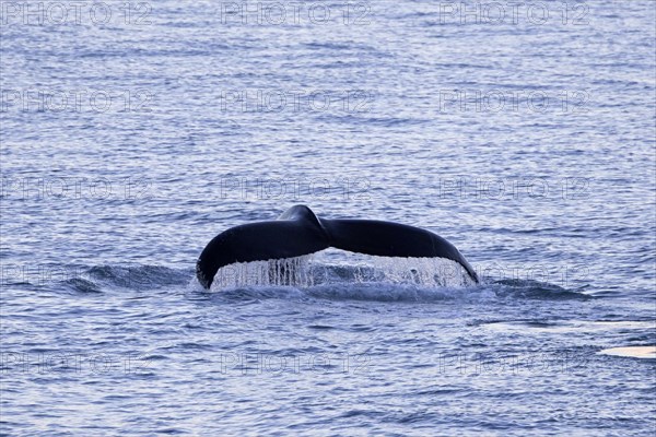 Humpback whale