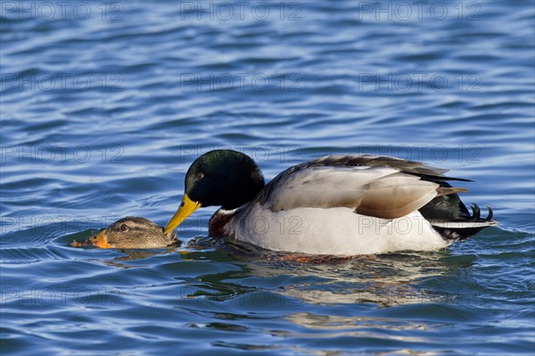 Mallard