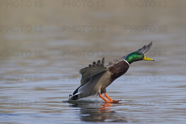 Mallard