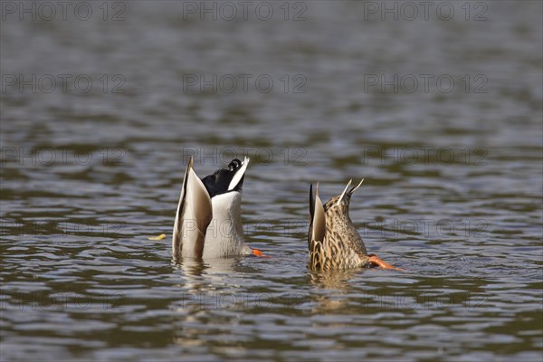 Mallard duck