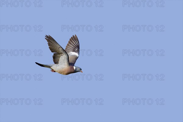 Common wood pigeon