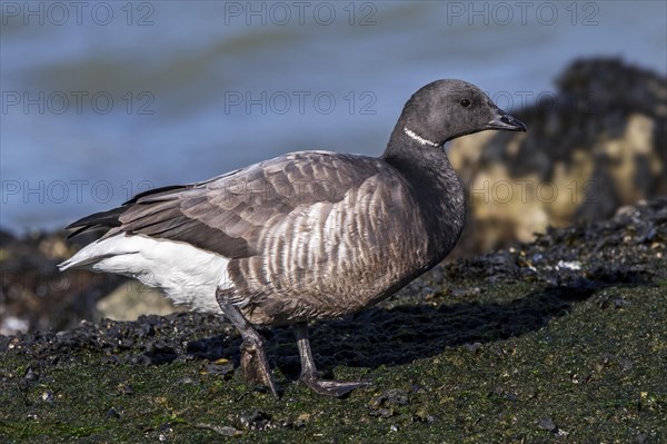 Brant goose