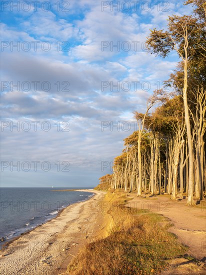 The ghost forest of Nienhagen on the coast of the Baltic Sea in the last evening light