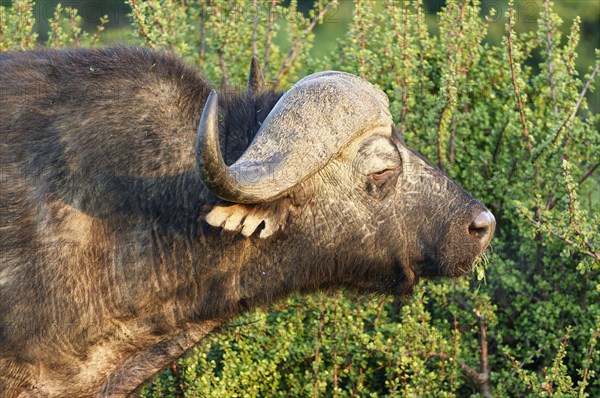 Cape buffalo