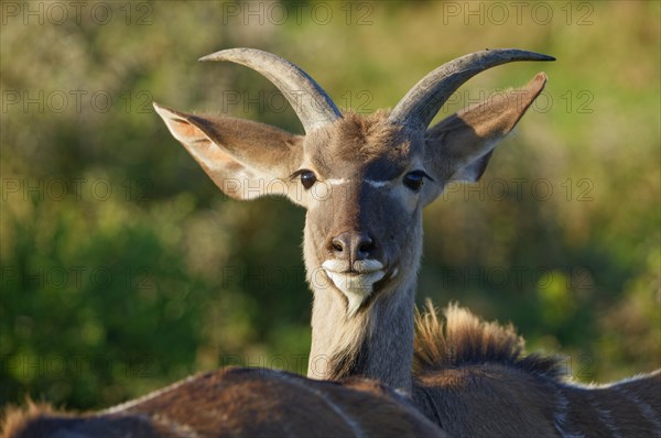 Greater kudu