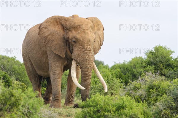 African bush elephant