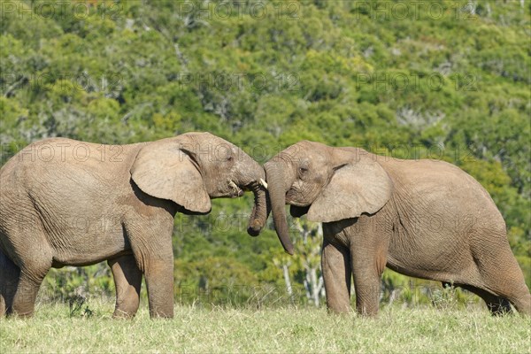 African bush elephants