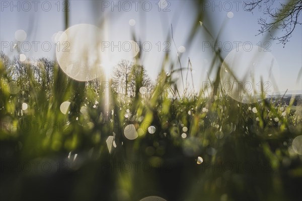 Dew in a meadow