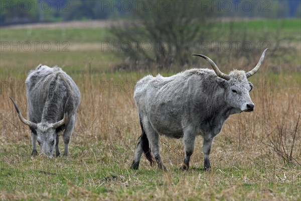 Hungarian Grey Cattle