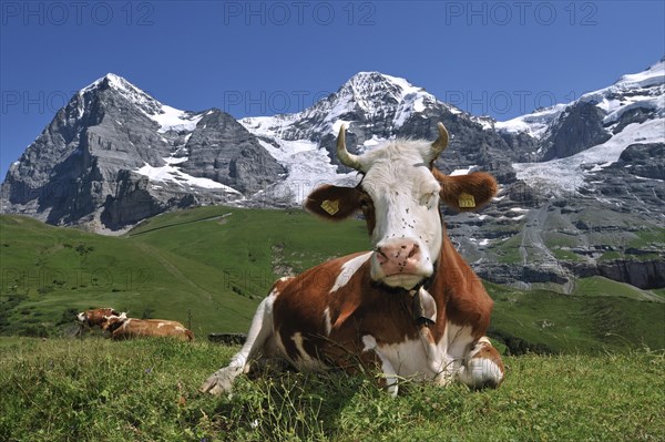 The Eiger mountain and Alpine cow