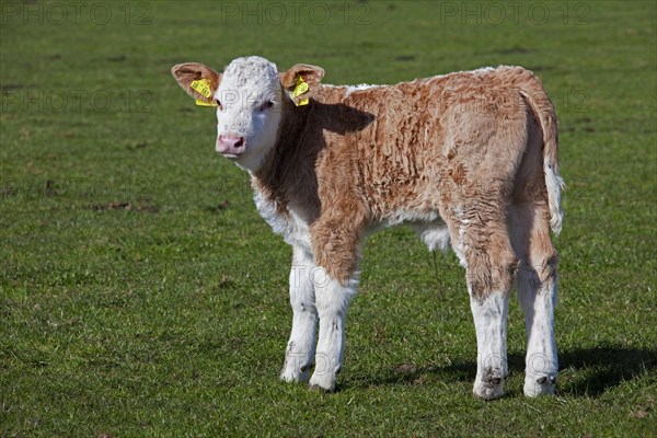 Calf