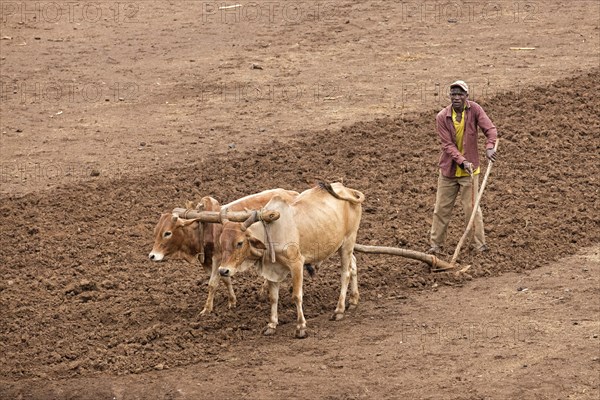 Farmer of the Gamo tribe plowing farmland with primitive wooden plow and oxen
