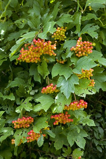 Red berries of Guelder rose